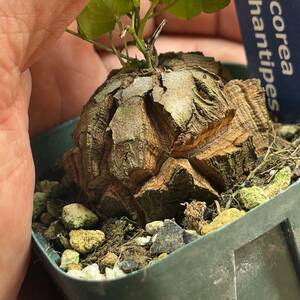 【鉢ごと発送】アフリカ型 亀甲竜 / Dioscorea elephantipes / 2.5号鉢 / 塊根・多肉植物【現品】 24-3-21-22