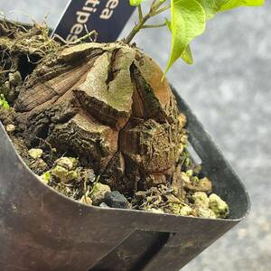 【鉢ごと発送】アフリカ型 亀甲竜 / Dioscorea elephantipes / 2.5号鉢 / 塊根・多肉植物【現品】 24-3-21-24