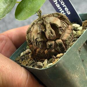 【鉢ごと発送】アフリカ型 亀甲竜 / Dioscorea elephantipes / 2.5号鉢 / 塊根・多肉植物【現品】 24-3-21-25