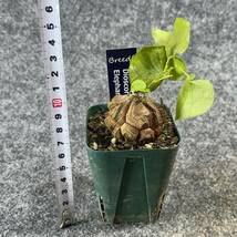 【鉢ごと発送】アフリカ型 亀甲竜 / Dioscorea elephantipes / 2.5号鉢 / 塊根・多肉植物【現品】 24-3-21-29_画像10