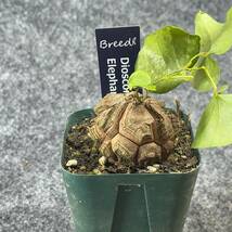 【鉢ごと発送】アフリカ型 亀甲竜 / Dioscorea elephantipes / 2.5号鉢 / 塊根・多肉植物【現品】 24-3-21-29_画像6