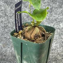 【鉢ごと発送】アフリカ型 亀甲竜 / Dioscorea elephantipes / 2.5号鉢 / 塊根・多肉植物【現品】 24-3-21-30_画像7