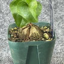 【鉢ごと発送】アフリカ型 亀甲竜 / Dioscorea elephantipes / 2.5号鉢 / 塊根・多肉植物【現品】 24-3-21-32_画像9