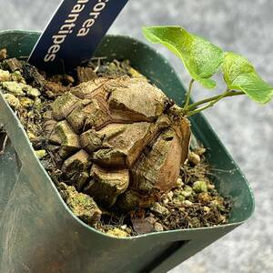 【鉢ごと発送】アフリカ型 亀甲竜 / Dioscorea elephantipes / 2.5号鉢 / 塊根・多肉植物【現品】 24-3-21-41