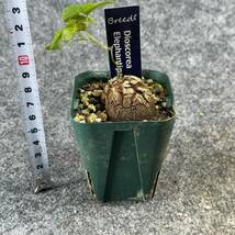 【鉢ごと発送】アフリカ型 亀甲竜 / Dioscorea elephantipes / 2.5号鉢 / 塊根・多肉植物【現品】 24-3-21-37_画像10