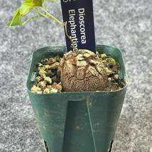 【鉢ごと発送】アフリカ型 亀甲竜 / Dioscorea elephantipes / 2.5号鉢 / 塊根・多肉植物【現品】 24-3-21-37_画像6