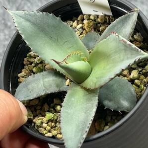 【鉢ごと発送】アガベ パリー トルンカータ/ Agave parryi v. truncata / 3.5号鉢 /【現品】24-3-21-51の画像2