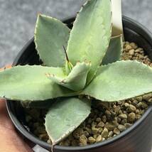 【鉢ごと発送】アガベ パリー トルンカータ/ Agave parryi v. truncata　/ 3.5号鉢 /【現品】24-3-21-52_画像2