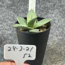 【鉢ごと発送】アガベ パリー トルンカータ/ Agave parryi v. truncata　/ 3.5号鉢 /【現品】24-3-21-52_画像4