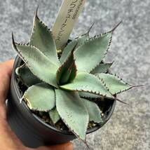 【鉢ごと発送】アガベ パリー ホーチエンシス(フワチューケンシス)/Agave parryi var. huachucensis/ 3.5号鉢 /【現品】24-3-21-56_画像1