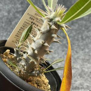 【鉢ごと発送】パキポディウム ホロンベンセ / Pachypodium horombense/ 3.5号鉢 【現品】24-3-26-04