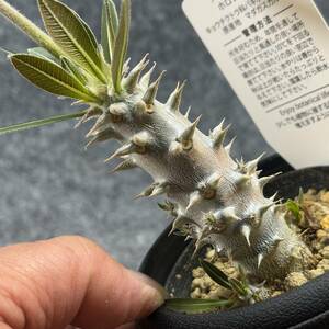 【鉢ごと発送】パキポディウム ホロンベンセ / Pachypodium horombense/ 3.5号鉢 【現品】24-3-26-05