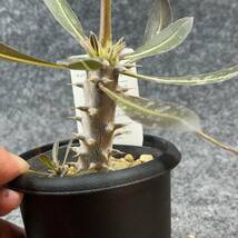 【鉢ごと発送】パキポディウム ホロンベンセ / Pachypodium horombense/ 3.5号鉢 【現品】24-3-26-13_画像3