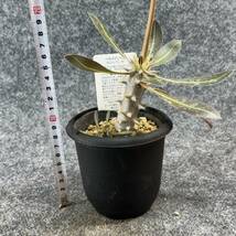 【鉢ごと発送】パキポディウム ホロンベンセ / Pachypodium horombense/ 3.5号鉢 【現品】24-3-26-13_画像10