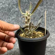 【鉢ごと発送】パキポディウム ホロンベンセ / Pachypodium horombense/ 3.5号鉢 【現品】24-3-26-14_画像9