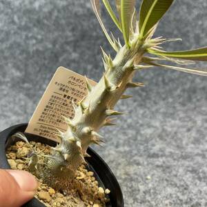 【鉢ごと発送】パキポディウム ホロンベンセ / Pachypodium horombense/ 3.5号鉢 【現品】24-3-26-16