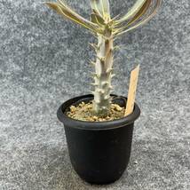 【鉢ごと発送】パキポディウム ホロンベンセ / Pachypodium horombense/ 3.5号鉢 【現品】24-3-26-16_画像8