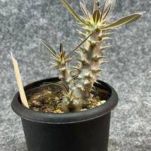 【鉢ごと発送】パキポディウム ホロンベンセ / Pachypodium horombense/ 3.5号鉢 【現品】24-3-26-19_画像8