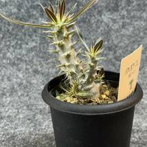 【鉢ごと発送】パキポディウム ホロンベンセ / Pachypodium horombense/ 3.5号鉢 【現品】24-3-26-19_画像9