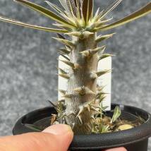 【鉢ごと発送】パキポディウム ホロンベンセ / Pachypodium horombense/ 3.5号鉢 【現品】24-3-26-19_画像4