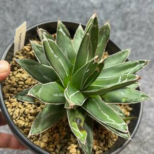 【鉢ごと発送】アガベ 笹の雪 / agave victoriae-reginae/ 6号鉢 /24-3-26-31