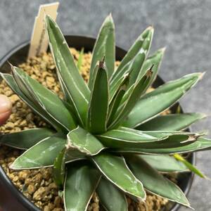 【鉢ごと発送】アガベ 笹の雪 / agave victoriae-reginae/ 6号鉢 /【現品】24-3-26-32