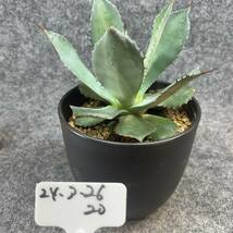 【鉢ごと発送】アガベ ポタトラム / Agave potatorum / 6号鉢 /【現品】24-3-26-20_画像5