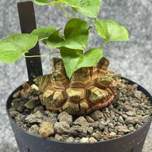 【鉢ごと発送】アフリカ型 亀甲竜 / Dioscorea elephantipes / 4号鉢 / 塊根・多肉植物【現品】 24-3-28-01_画像6