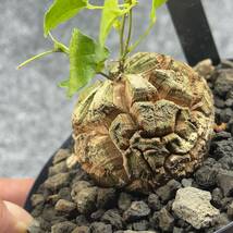 【鉢ごと発送】アフリカ型 亀甲竜 / Dioscorea elephantipes / 4号鉢 / 塊根・多肉植物【現品】 24-3-28-04_画像1