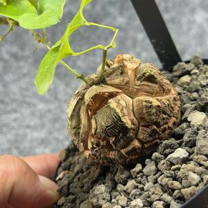 【鉢ごと発送】アフリカ型 亀甲竜 / Dioscorea elephantipes / 4号鉢 / 塊根・多肉植物【現品】 24-3-28-06