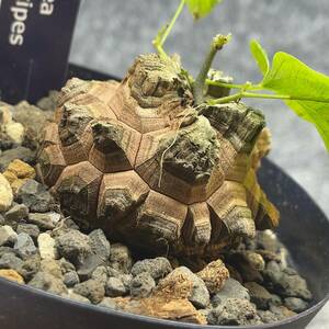 【鉢ごと発送】アフリカ型 亀甲竜 / Dioscorea elephantipes / 4号鉢 / 塊根・多肉植物【現品】 24-3-28-09