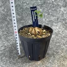 【鉢ごと発送】アフリカ型 亀甲竜 / Dioscorea elephantipes / 4号鉢 / 塊根・多肉植物【現品】 24-3-28-13_画像9