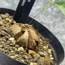 【鉢ごと発送】アフリカ型 亀甲竜 / Dioscorea elephantipes / 4号鉢 / 塊根・多肉植物【現品】 24-3-28-13_画像2