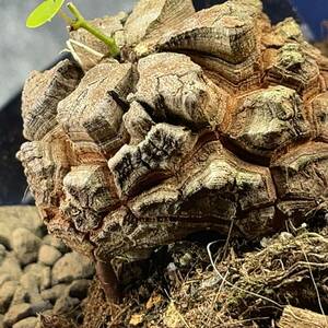 【鉢ごと発送】アフリカ型 亀甲竜 / Dioscorea elephantipes / 4号鉢 / 塊根・多肉植物【現品】 24-3-28-14