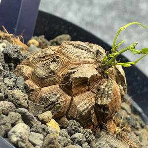 【鉢ごと発送】アフリカ型 亀甲竜 / Dioscorea elephantipes / 4号鉢 / 塊根・多肉植物【現品】 24-3-28-17