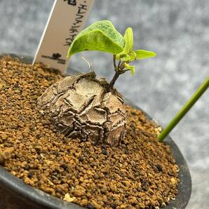 【鉢ごと発送】アフリカ型・亀甲竜 / Dioscorea elephantipes / 3号鉢 / 塊根・多肉植物【現品】 24-3-28-26の画像2