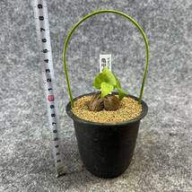 【鉢ごと発送】アフリカ型・亀甲竜 / Dioscorea elephantipes / 3号鉢 / 塊根・多肉植物【現品】 24-3-28-27_画像9