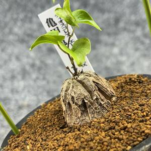 【鉢ごと発送】アフリカ型・亀甲竜 / Dioscorea elephantipes / 3号鉢 / 塊根・多肉植物【現品】 24-3-28-28