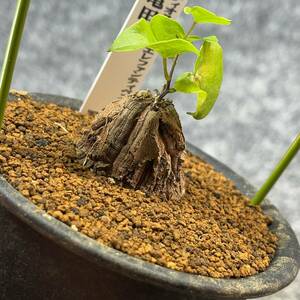 【鉢ごと発送】アフリカ型・亀甲竜 / Dioscorea elephantipes / 3号鉢 / 塊根・多肉植物【現品】 24-3-28-33