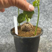 【鉢ごと発送】アフリカ型・亀甲竜 / Dioscorea elephantipes / 3号鉢 / 塊根・多肉植物【現品】 24-3-28-36_画像7