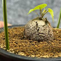 【鉢ごと発送】アフリカ型・亀甲竜 / Dioscorea elephantipes / 3号鉢 / 塊根・多肉植物【現品】 24-3-29-2_画像3