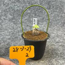 【鉢ごと発送】アフリカ型・亀甲竜 / Dioscorea elephantipes / 3号鉢 / 塊根・多肉植物【現品】 24-3-29-2_画像4