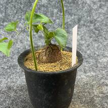 【鉢ごと発送】アフリカ型・亀甲竜 / Dioscorea elephantipes / 3号鉢 / 塊根・多肉植物【現品】 24-3-29-8_画像8