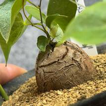 【鉢ごと発送】アフリカ型・亀甲竜 / Dioscorea elephantipes / 3号鉢 / 塊根・多肉植物【現品】 24-3-29-8_画像1