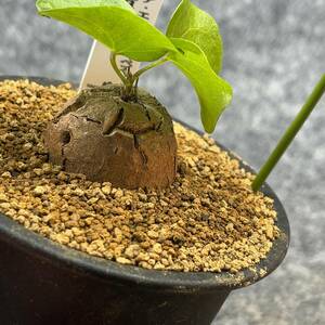 【鉢ごと発送】アフリカ型・亀甲竜 / Dioscorea elephantipes / 3号鉢 / 塊根・多肉植物【現品】 24-3-29-10