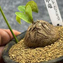 【鉢ごと発送】アフリカ型・亀甲竜 / Dioscorea elephantipes / 3号鉢 / 塊根・多肉植物【現品】 24-3-29-11_画像1