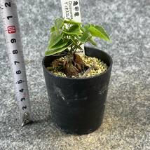 【鉢ごと発送】アフリカ型 亀甲竜 / Dioscorea elephantipes / 2.5号鉢 / 塊根・多肉植物【現品】 24-3-29-20_画像8