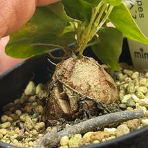 【鉢ごと発送】アフリカ型 亀甲竜 / Dioscorea elephantipes / 2.5号鉢 / 塊根・多肉植物【現品】 24-3-29-20_画像2