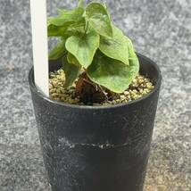 【鉢ごと発送】アフリカ型 亀甲竜 / Dioscorea elephantipes / 2.5号鉢 / 塊根・多肉植物【現品】 24-3-29-20_画像6