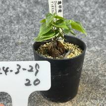 【鉢ごと発送】アフリカ型 亀甲竜 / Dioscorea elephantipes / 2.5号鉢 / 塊根・多肉植物【現品】 24-3-29-20_画像4